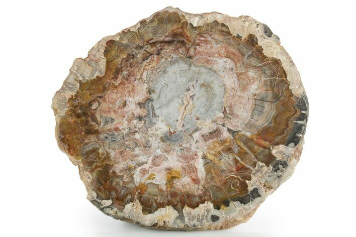 Polished Petrified Wood (Araucaria) Round - Madagascar #355312